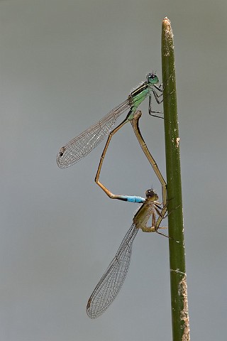 Ischnura ramburii Ramburs Forktail